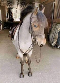 a horse that is standing in the middle of a barn with its head turned to the side