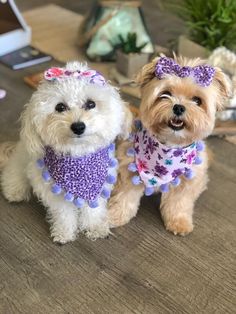 two small white dogs wearing purple and blue clothes on a wooden table next to plants