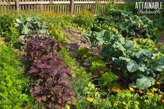 the garden is full of many different types of plants and vegetables, including lettuce