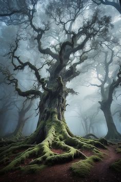 an old tree with moss growing on it's roots in the foggy forest