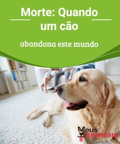 a dog laying on the floor in front of a person and a green sign that says more quanndo um cao