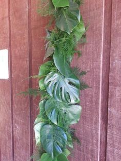 a green plant growing on the side of a wooden wall next to a red door