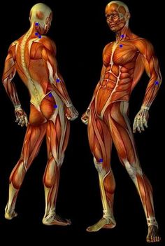 an image of two men with muscles highlighted