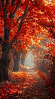 an autumn scene with red leaves on the ground and trees in the foreground,