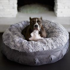 NEW: Pearl Puff® Luxury Dog Bed - Animals Matter Grey Dog Bed, Luxury Dog Bed, Dog Ramp, Dog Weight, Dog Steps, Water Machine, Luxurious Bed, Orthopedic Dog Bed, Dog Car Seats