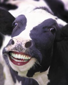 a black and white cow with a smile on it's face, captioning that apparently im not of those happy cows as you can see by my smile