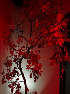 a tree with red leaves is lit up by the light from behind it in a dark room