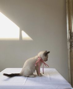 a cat sitting on top of a table with a pink ribbon around it's neck