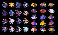 an image of different types of fish on a black background stock photo - budget conscious