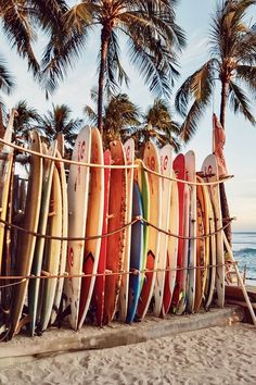 several surfboards are lined up against a fence on the beach with palm trees in the background