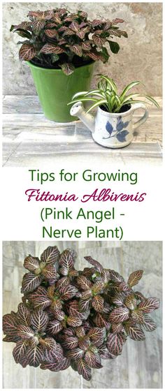 three different types of plants in pots with text overlays that reads tips for growing fibrons, alliuma, pink angel - neve plant