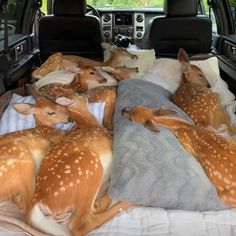 several deer are laying on blankets in the back of a car with their heads down