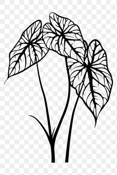 black and white drawing of three leaves on a transparent background, hd png downloading