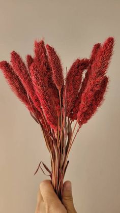 a person holding up some red flowers in their hand