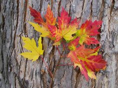 two red and yellow leaves are on the bark of an old tree, which has been grafted