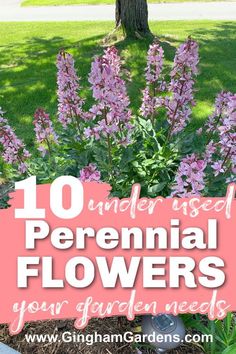 purple flowers in the garden with text overlay reading 10 under - used perennial flowers your garden needs