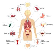 the human body and its organs