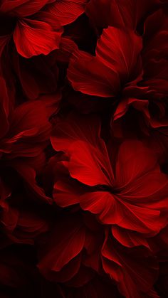 red flowers are shown in close up on a black background, with the petals slightly open