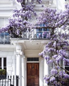 purple flowers are growing on the outside of a white house with wrought iron railings