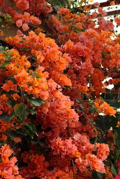 an orange bush with lots of flowers growing on it's sides and green leaves