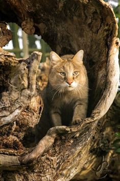 a cat is sitting in a tree looking out from inside the hollowy hole that it's built into