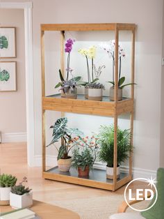 three wooden shelves filled with potted plants