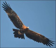 an eagle soaring through the blue sky with its wings spread out and it's talon extended