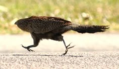 a bird that is walking across the street