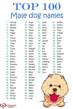 the top 100 male dog names in english and spanish with an image of a chowie dog