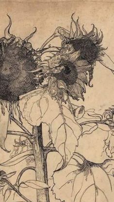 a drawing of two sunflowers in a vase