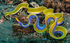 an orange and blue sea slug on the ocean floor