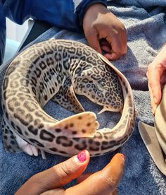 a woman holding a baby leopard in her lap while another person holds it up to the camera