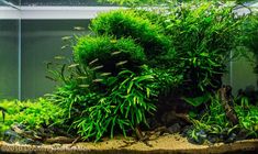 an aquarium filled with lots of green plants and fish swimming in it's tank