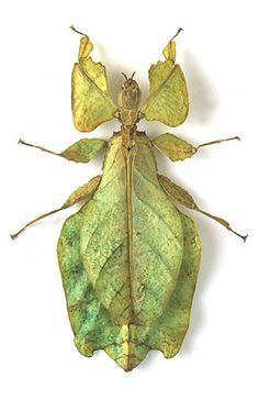 a close up of a green bug on a white background