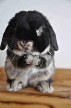 a black and white photo of a rabbit sitting on a wooden floor with its eyes closed