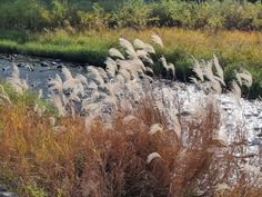 the grass is blowing in the wind by the river