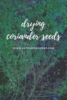 a plant with the words drying coriander seeds on it in front of some green plants