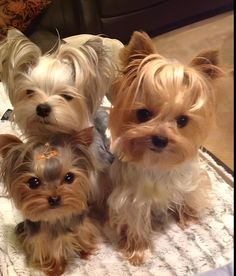 three small dogs sitting next to each other