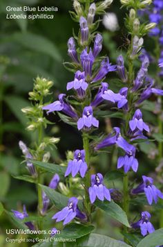 purple flowers are blooming in the wild near green leaves and blue lupines