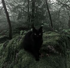 a black cat sitting on top of a green moss covered rock in the middle of a forest