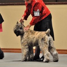 a woman is grooming a small dog on the stage with other dogs behind her