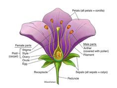 the parts of a flower are labeled in this diagram, including petals and stamens