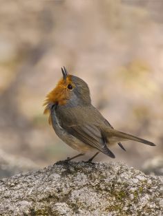 a small bird sitting on top of a rock