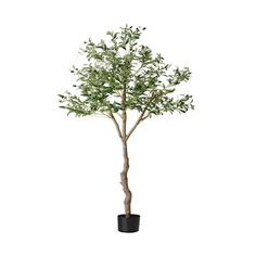 a small tree in a black pot on a white background