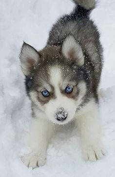 a puppy with blue eyes standing in the snow