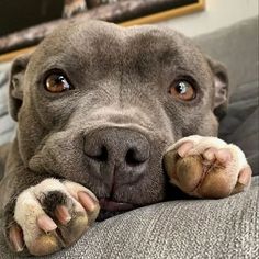 a close up of a dog laying on a couch with his paws resting on the pillow