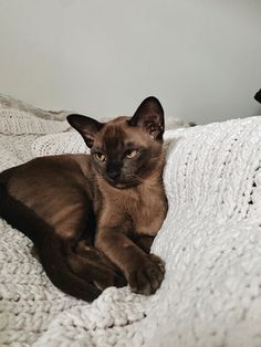 a brown cat laying on top of a white blanket