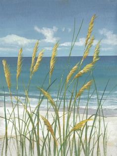 some tall grass on the beach by the water