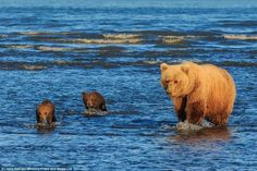 an adult bear and two young bears wading in the ocean water with their mother