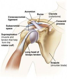 an image of the structure of the shoulder